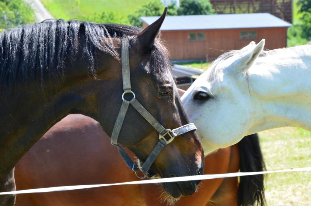 Hotel Horse Riding - Jezdecký Areál Tršice Buitenkant foto